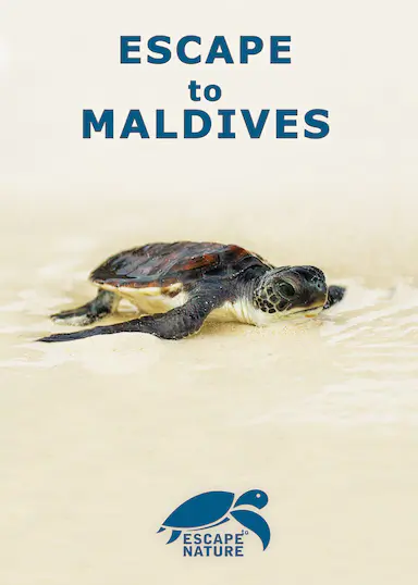 Escape to Maldives 海报